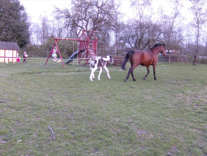 Dansk Varmblod Amanda - Amandas plejeføl billede 4