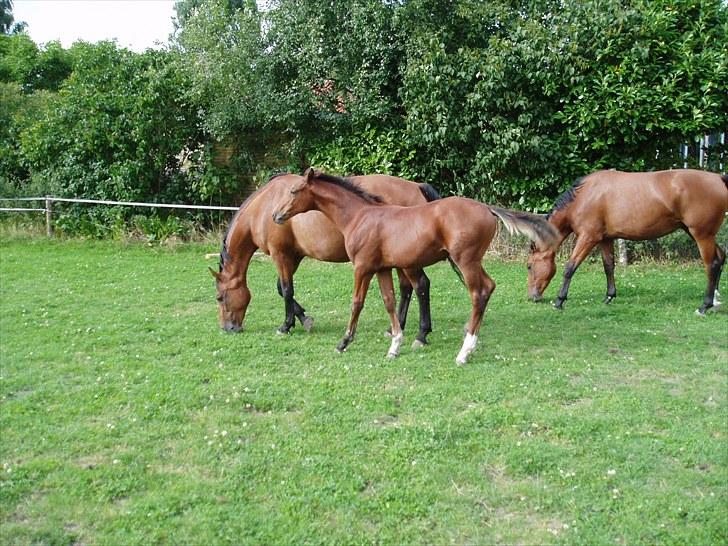 Dansk Varmblod Amanda - Amanda Med Lancelot og Chili billede 5