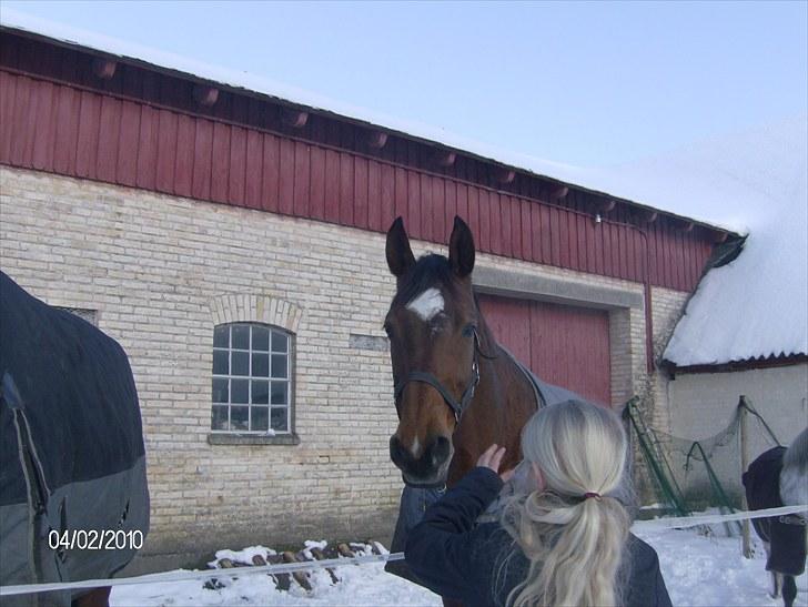 Dansk Varmblod Amanda - Vintertid billede 6