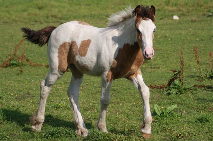 Irish Cob Li. Høngård´s Golden Diva (Dolly) - 2-8-2010 billede 14