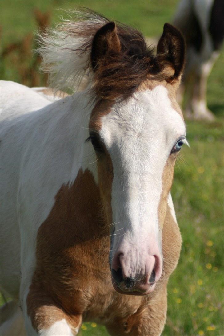 Irish Cob Li. Høngård´s Golden Diva (Dolly) - 2-8-2010 billede 15