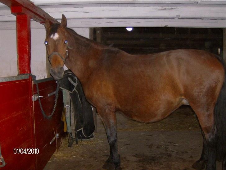 Dansk Varmblod Amanda - Nu er det lige oppe over billede 7