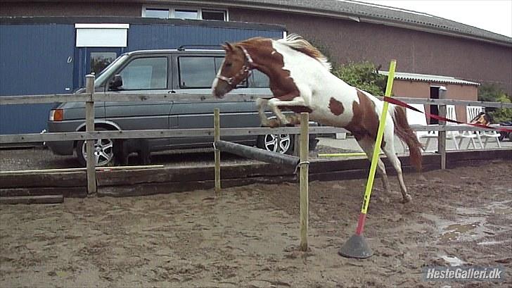 Anden særlig race Fjuri  SOLGT ;( billede 12