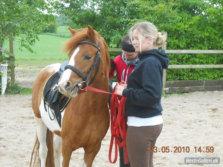 Anden særlig race Fjuri  SOLGT ;( billede 14