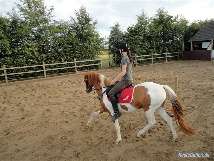 Anden særlig race Fjuri  SOLGT ;( billede 16