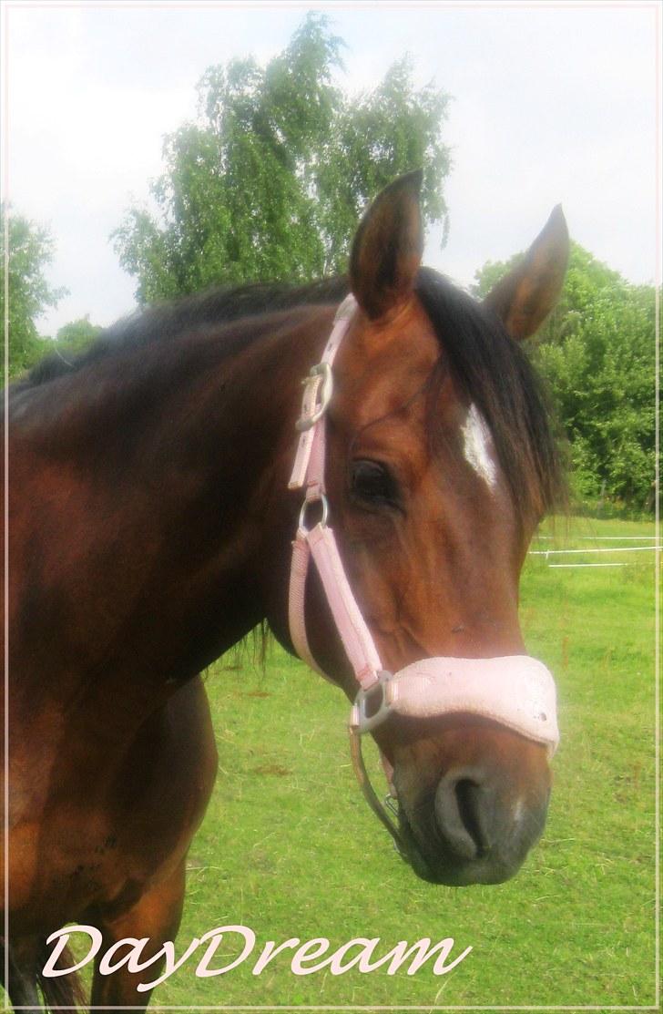 DSP Tovdal's miss DayDream - 16 ~ DayDream billede 16