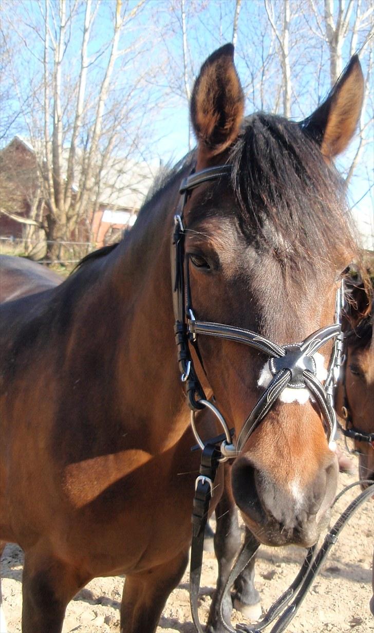 DSP Tovdal's miss DayDream - 17 ~ Deedee efter ridning, meget træt... billede 17