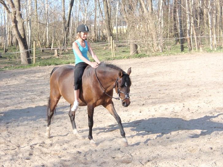 DSP Tovdal's miss DayDream - 18 ~ ikke seriøs ridning billede 18