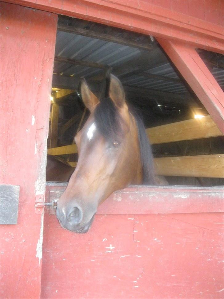 DSP Tovdal's miss DayDream - 19 ~ Dulle pigen i boks billede 19