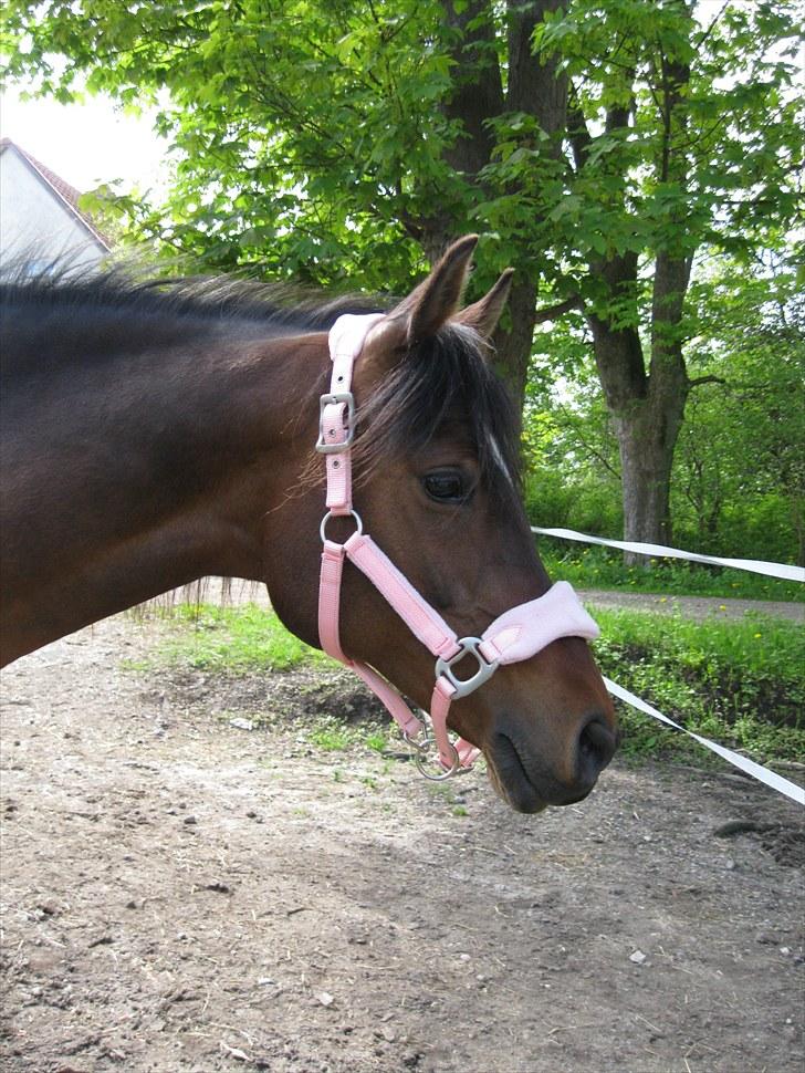 DSP Tovdal's miss DayDream - 20 ~ Hun er altså smukkere end smuk!  billede 20