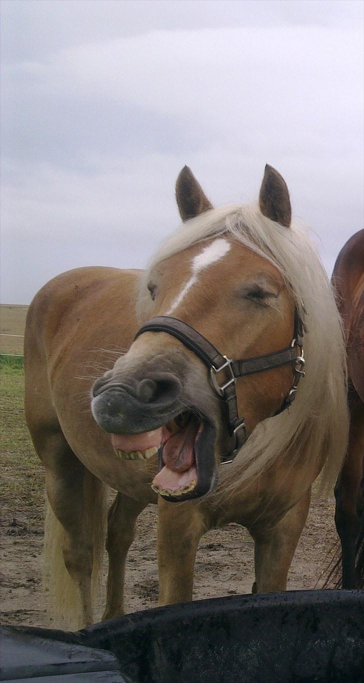 Tyroler Haflinger Stranor - Man blir´ så træt efter en lang hård dag :-) billede 11