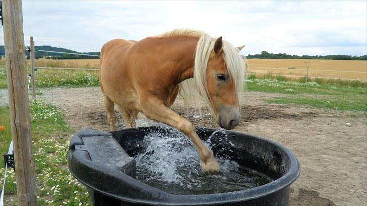 Tyroler Haflinger Stranor - Vand!! Jeg ELSKER bare at dyppe fusserne! :-* se video billede 4