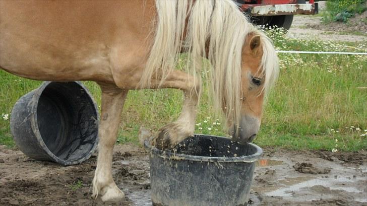 Tyroler Haflinger Stranor - Vand!! Jeg ELSKER bare at dyppe fusserne! :-* se video billede 13