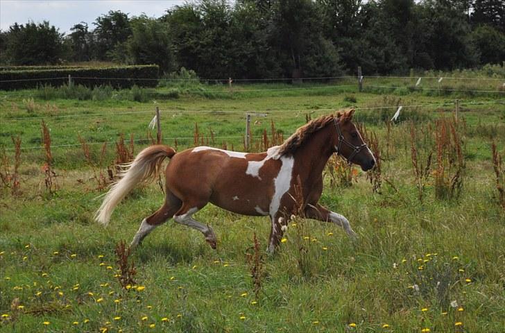 Anden særlig race Johnny Boy (Ikke min) billede 1