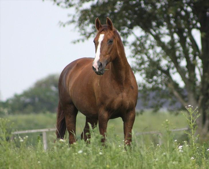 Hannoveraner Frau Split (Donna) - Ja det er ikke til at se hun bliver 18 år den 06.08.10 <3 <3 billede 1