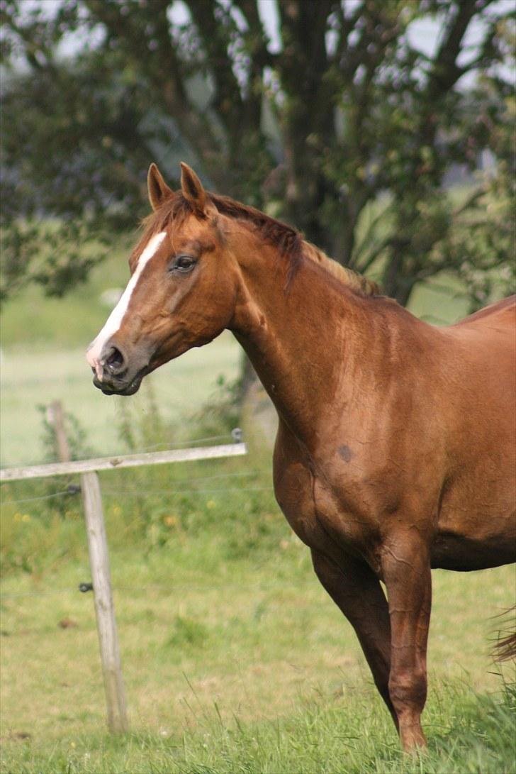 Hannoveraner Frau Split (Donna) billede 2