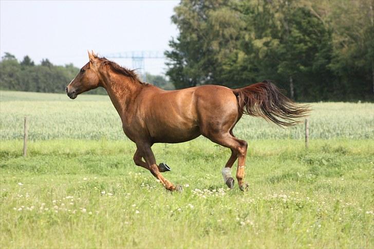 Hannoveraner Frau Split (Donna) billede 3