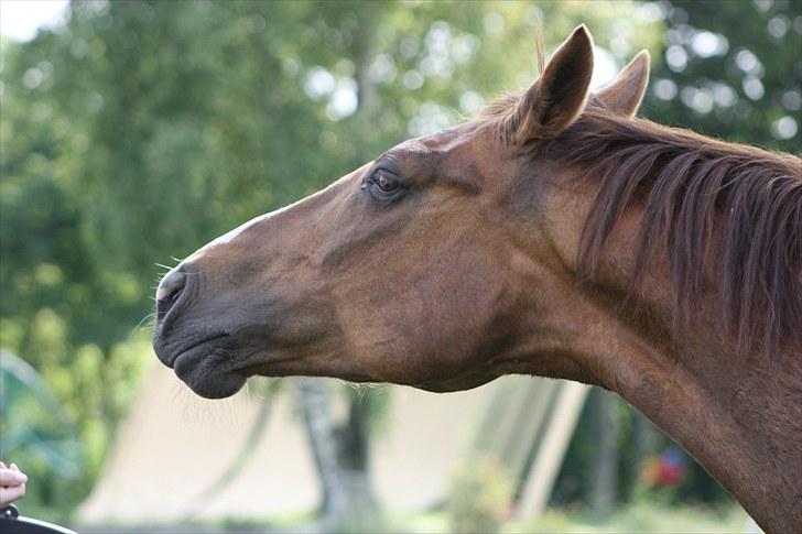 Hannoveraner Frau Split (Donna) billede 4