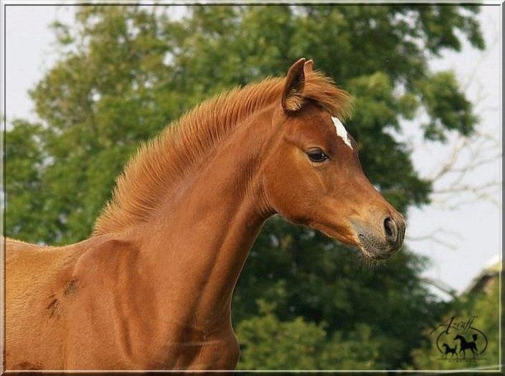 Arabisk fuldblod (OX) Tawilah el Azraff billede 1