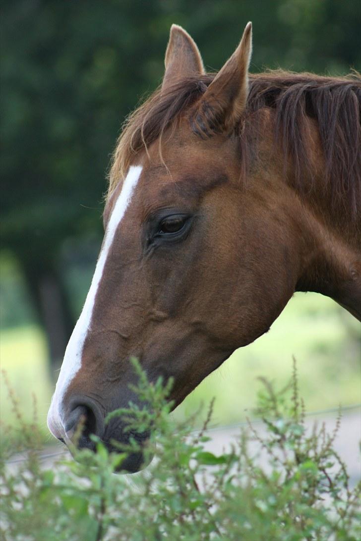 Hannoveraner Frau Split (Donna) billede 5