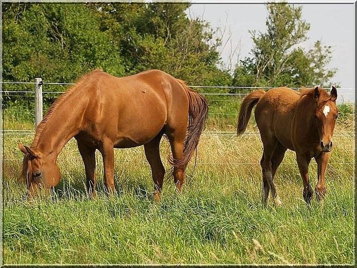 Arabisk fuldblod (OX) Tawilah el Azraff billede 2