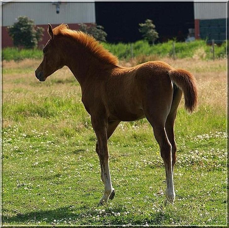 Arabisk fuldblod (OX) Tawilah el Azraff billede 3