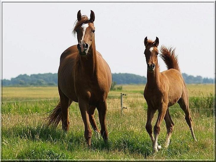 Arabisk fuldblod (OX) Tawilah el Azraff billede 4