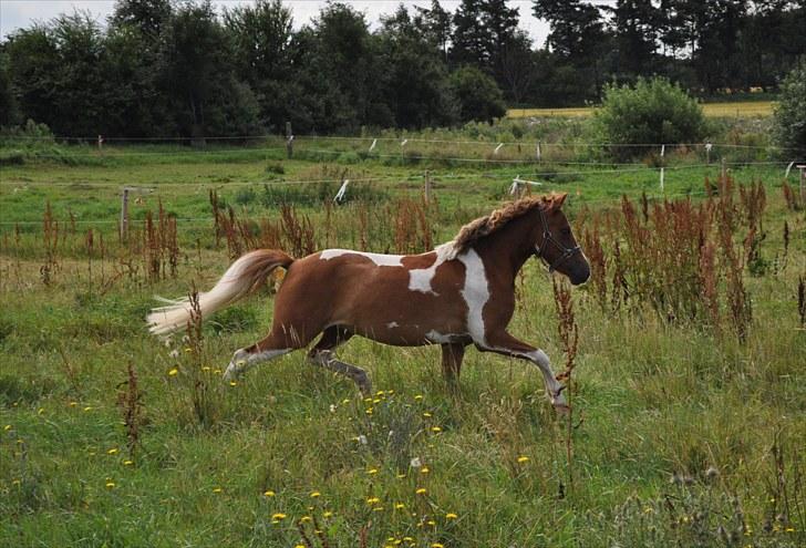 Anden særlig race Johnny Boy (Ikke min) billede 13