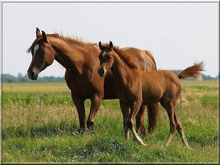 Arabisk fuldblod (OX) Tawilah el Azraff billede 5
