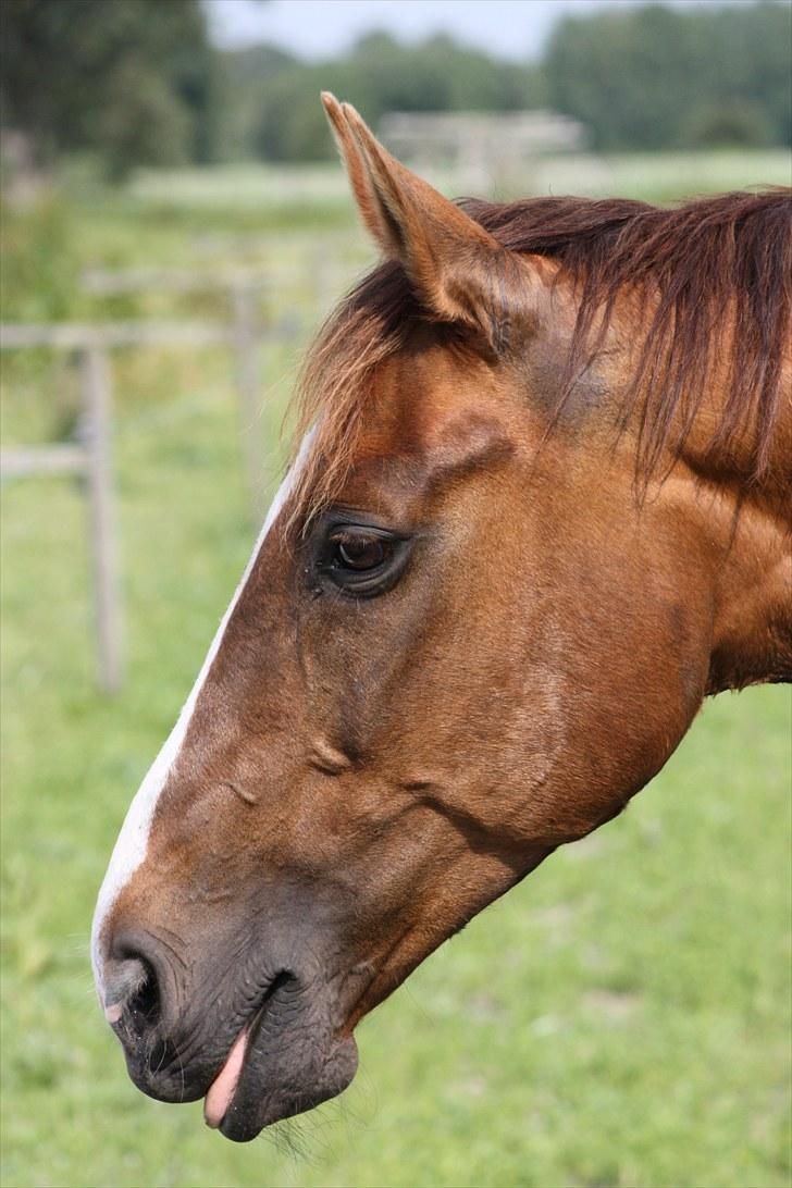 Hannoveraner Frau Split (Donna) billede 6