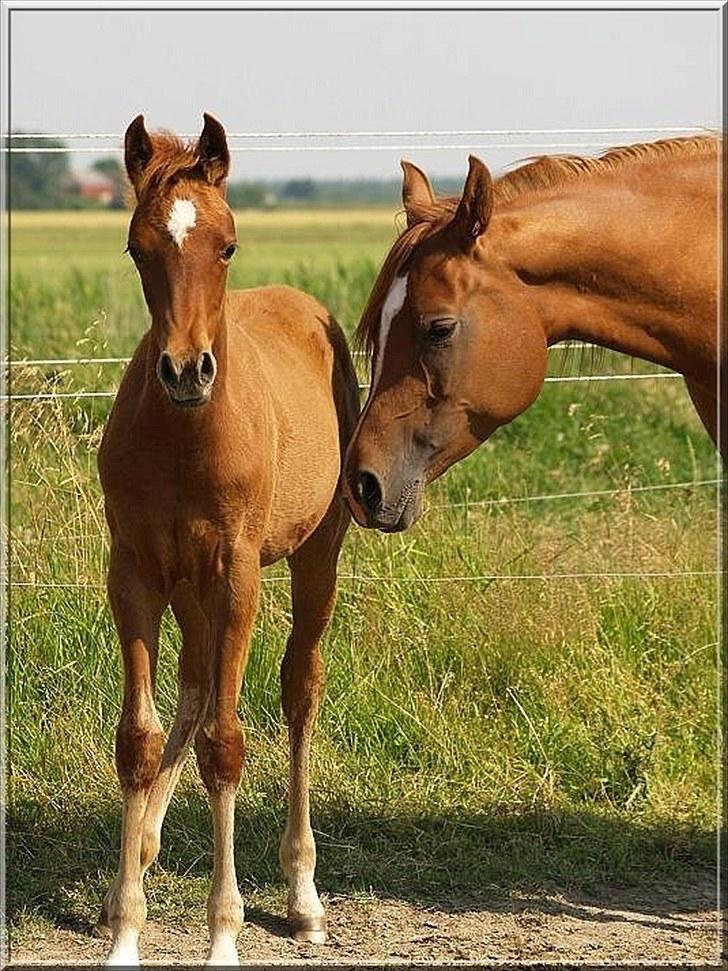 Arabisk fuldblod (OX) Tawilah el Azraff billede 6