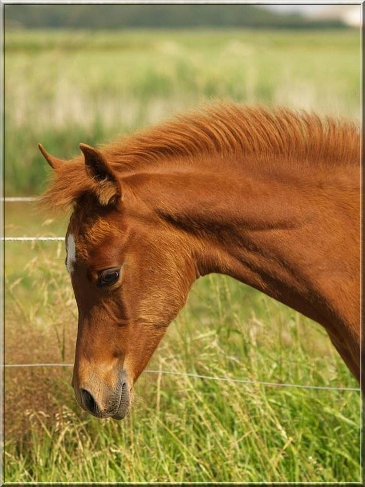 Arabisk fuldblod (OX) Tawilah el Azraff billede 7