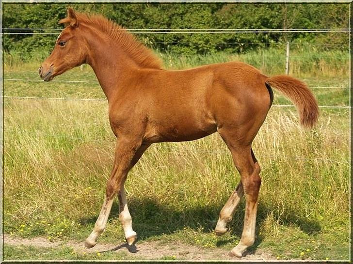 Arabisk fuldblod (OX) Tawilah el Azraff billede 8