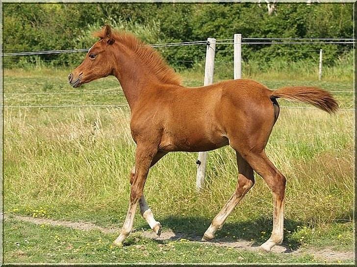 Arabisk fuldblod (OX) Tawilah el Azraff billede 9