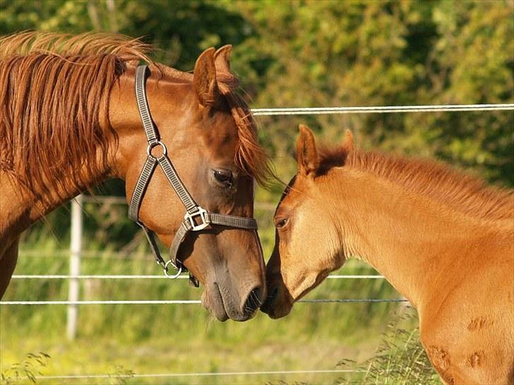 Arabisk fuldblod (OX) Tawilah el Azraff billede 10