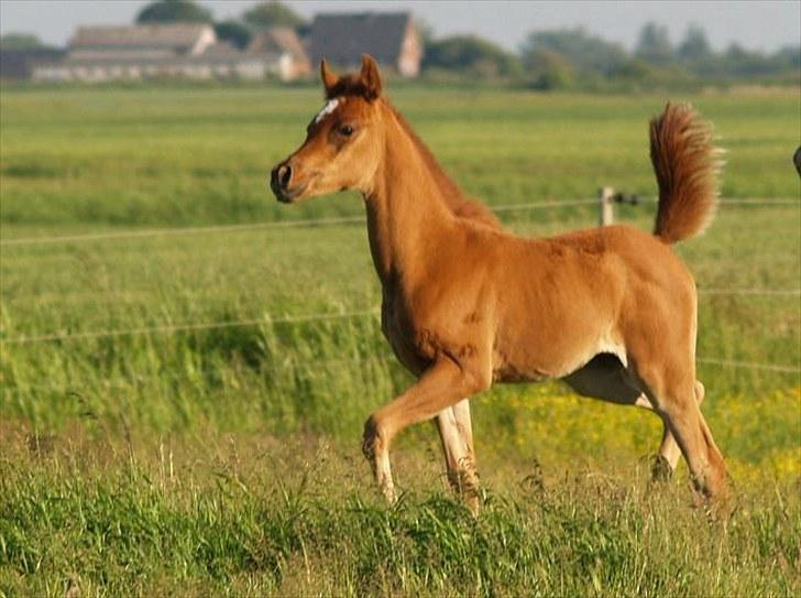 Arabisk fuldblod (OX) Tawilah el Azraff billede 11