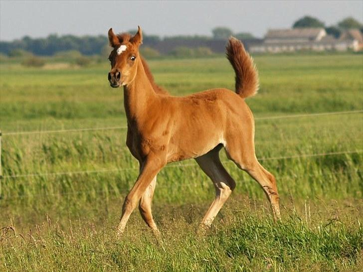 Arabisk fuldblod (OX) Tawilah el Azraff billede 12