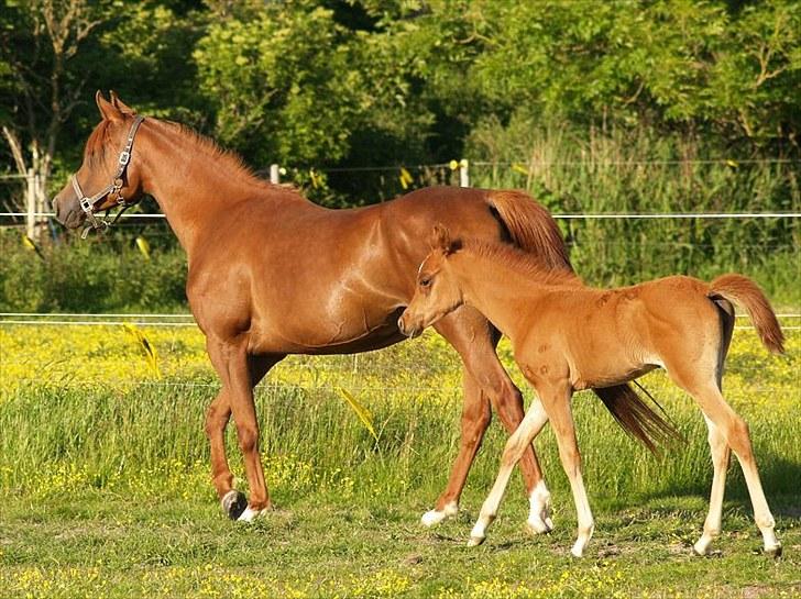 Arabisk fuldblod (OX) Tawilah el Azraff billede 13