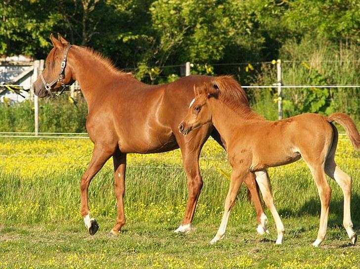 Arabisk fuldblod (OX) Tawilah el Azraff billede 14