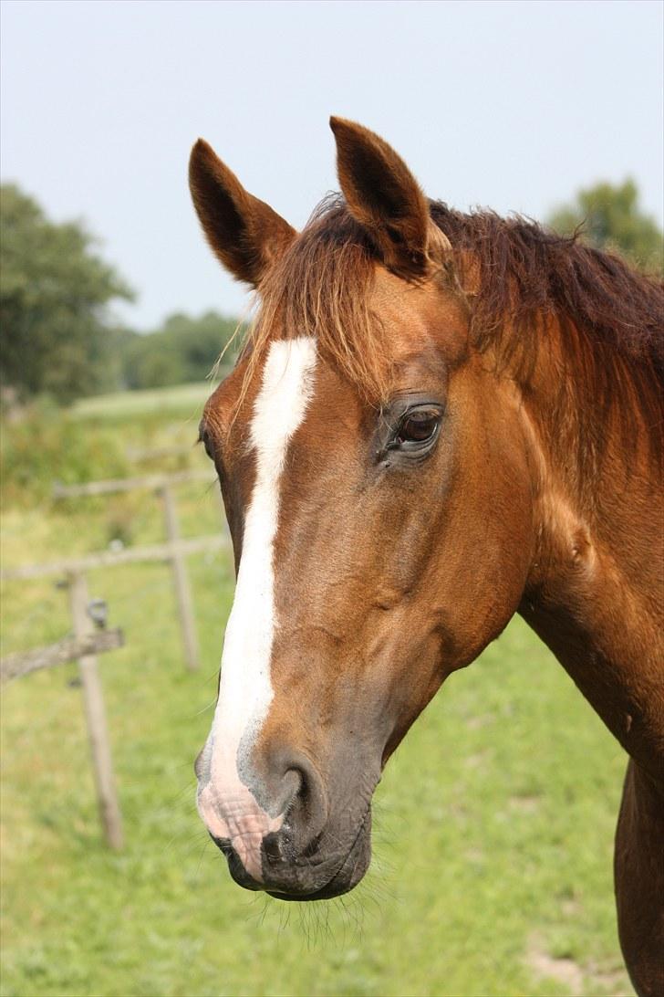 Hannoveraner Frau Split (Donna) billede 7
