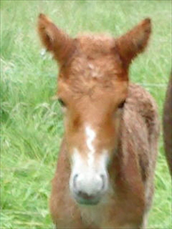 Islænder Lysa billede 1