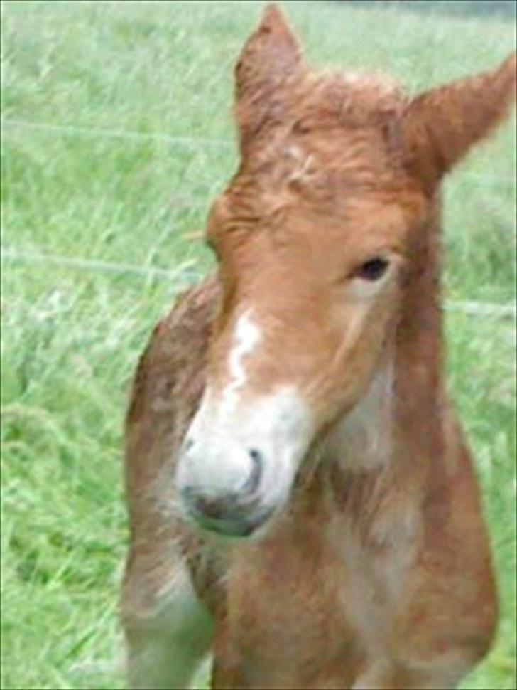 Islænder Lysa billede 2