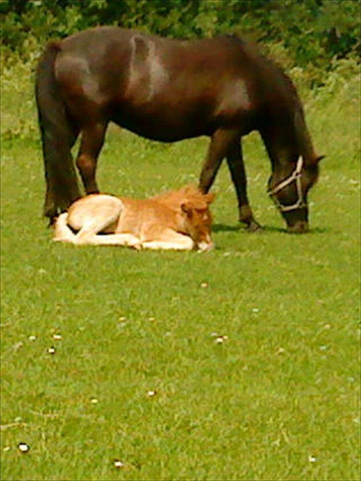 Islænder Lysa billede 3