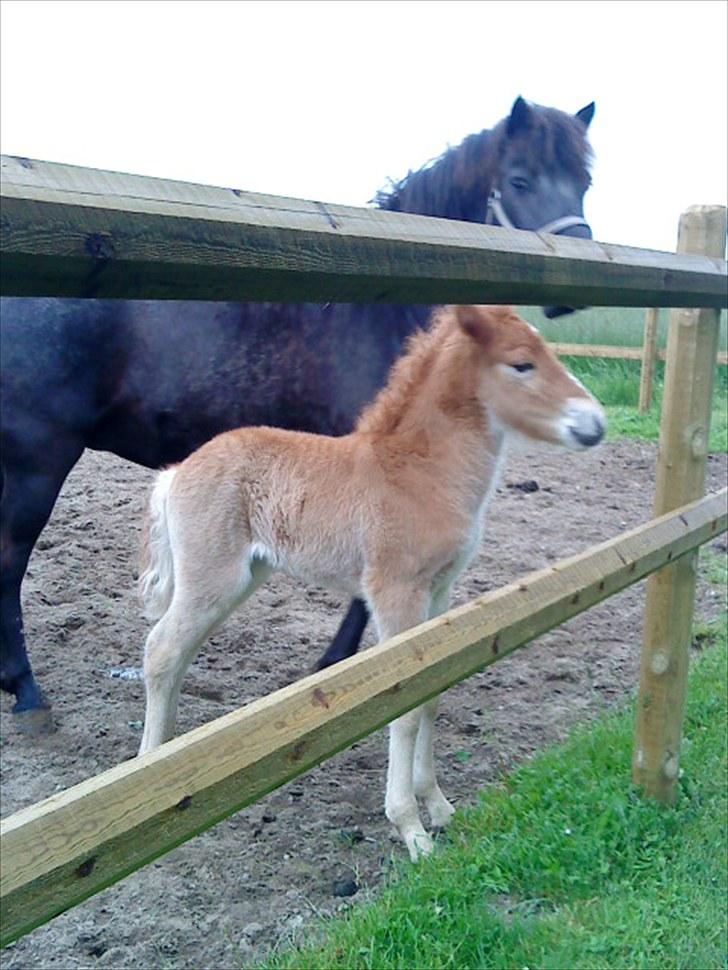 Islænder Lysa billede 4