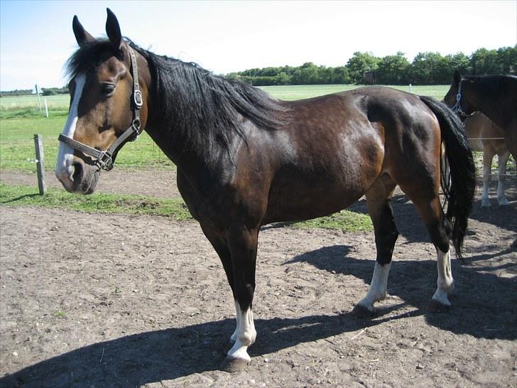 Anden særlig race Hera <3 "Solgt" billede 16