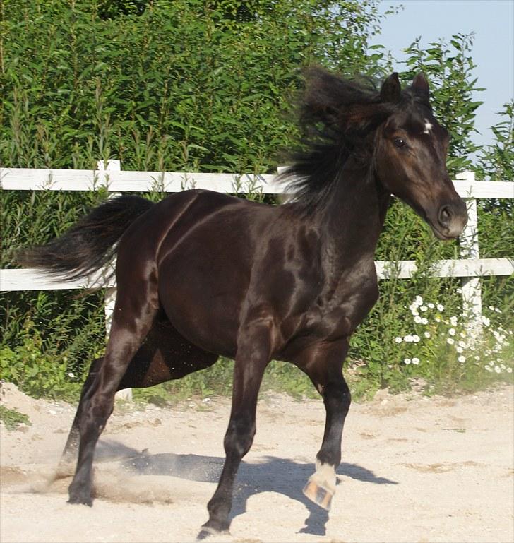 DSP Fredbo's Garmin KÅRET HINGST billede 16