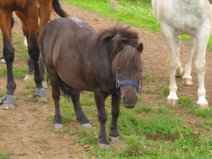 Shetlænder Lukas  billede 1