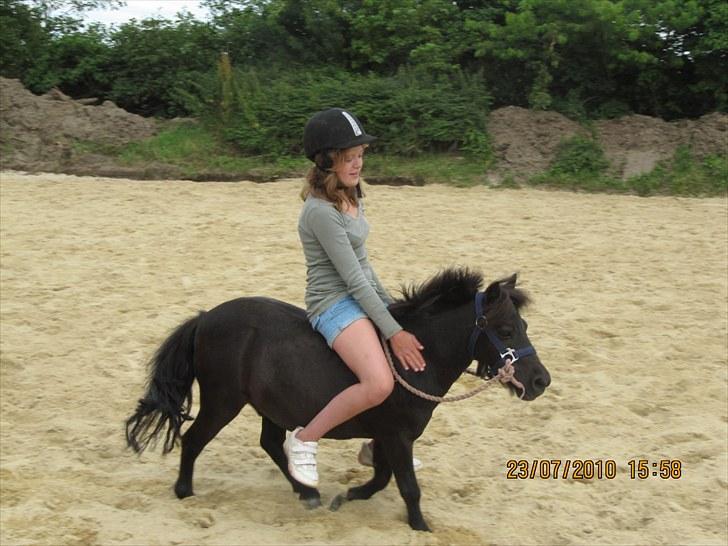 Shetlænder Lukas  billede 2