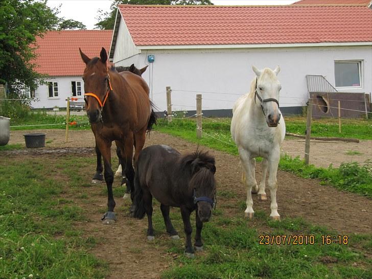 Shetlænder Lukas  billede 3