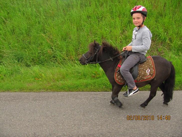 Shetlænder Lukas  billede 4